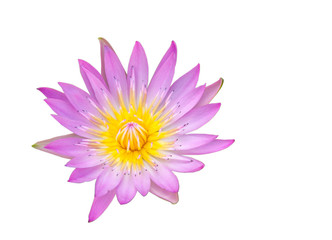 Pink lotus flower on white background