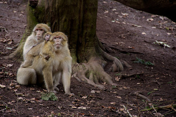 Barbary macaques  family protects their baby.