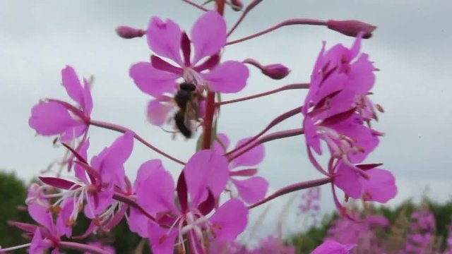 Blooming fireweed and bees.