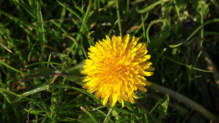 Butterblume Frühling Ostern