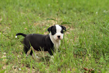  Cute amstaff puppy dog