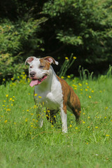 Beautiful American Staffordshire Terrier dog.