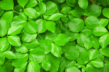 Plakat green leaves background