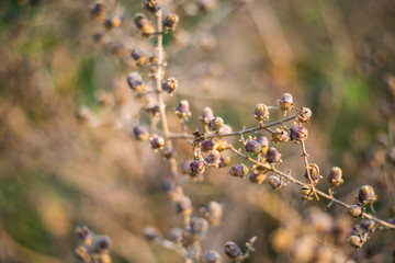 Seed trees dry dead on tree