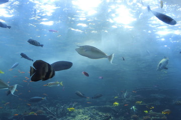 Fish in Aquarium