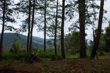 evening sun in the pine forest