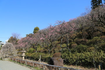梅園の風景