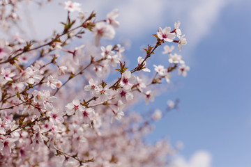 Beautiful of cherry blossom during spring season at Tokyo, Japan