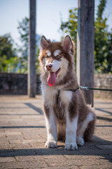 The Alaska dog puppies