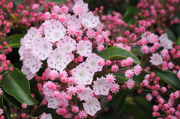 Mountain Laurel, Blue Ridge Parkway