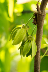  ylang ylang  flowwerers
