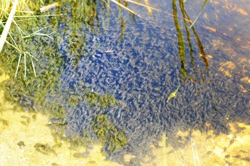 Tadpole Swarm