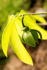  ylang ylang  flowwerers