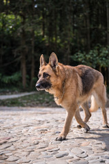 Naklejka na ściany i meble The German shepherd dog on walk