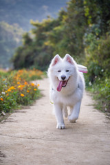 Running a samoyed dog in the countryside