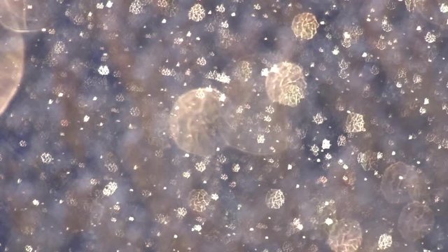 Winter snowfall outdoors on natural background.