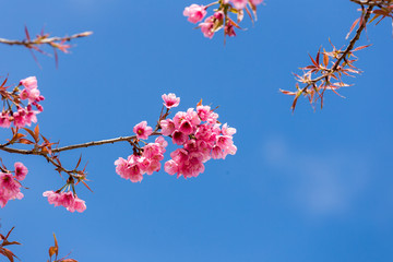 cherry blossom in the north of thailand
