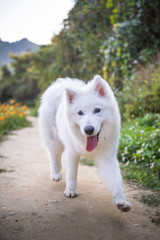 Obraz premium Running a samoyed dog in the countryside