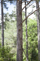 Fototapeta premium Woodlands