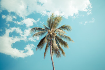 coconut tree under cloud and blue sky