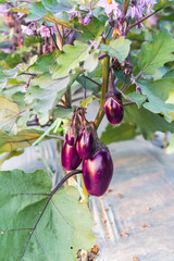close up of purple eegplant on the branch © deaw59
