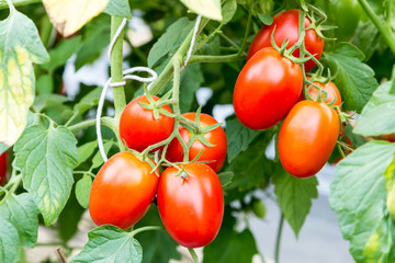 ripe red tomato growing on branch in field