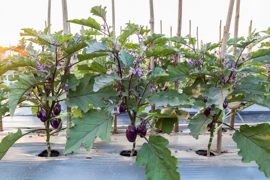 field of purple eggplant ready to harvest