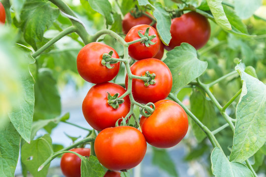 ripe red tomato growing on branch in field