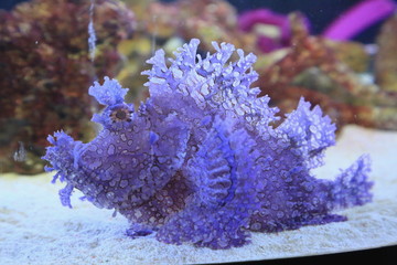 水族館、カサゴ