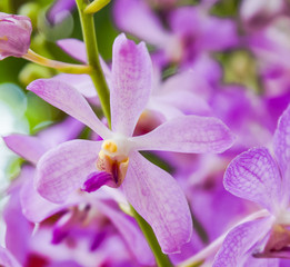 Fototapeta na wymiar Paphiopeddilum orchid flower with light violet and spot on petal,closeup shot.