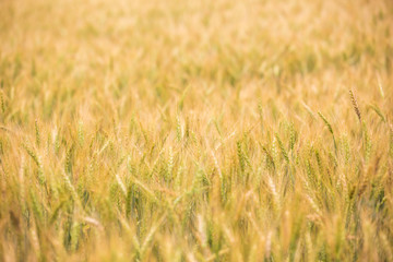 close up wheat field background