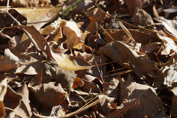Dry Autumn Leaves Background