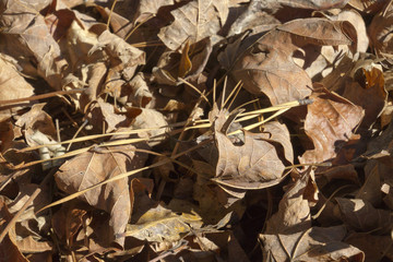 Dry Autumn Leaves