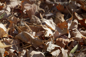 Dry Fallen Leaves of Autumn