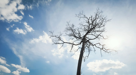 dead tree under the sun
