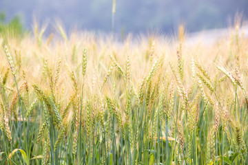 Obraz premium close up wheat field background