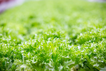 close up fresh green salad