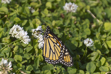 Monarch Dipping Its Proboscis Into Clover Flowers