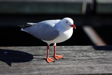 A lone seagull standing on a grey wooden dock