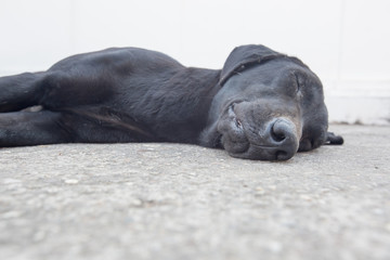 black dog sleeping on the floor