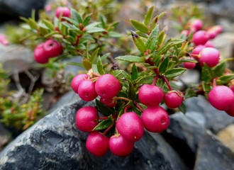 Close up of some ripe pink berries on the trail while hiking in Patagonia.