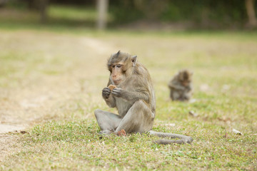 Monkey eating a cracker 