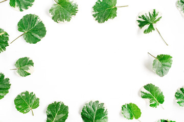 Frame wreath of green leaves on white background, Flat lay, top view. Flower background.