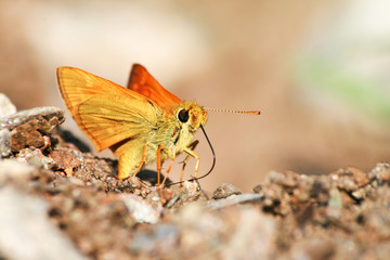 small brown butterfly