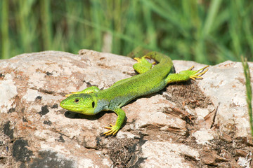 Lizard on the rock