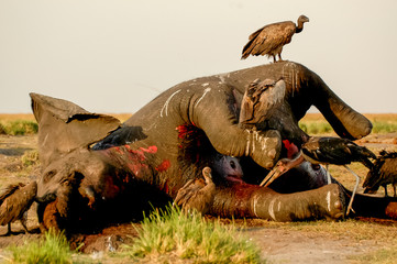 dead elephant voltures 