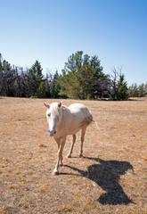 Palomino Mare on Tillett Ridge in the Pryor Mountain Wild Horse Range on the Wyoming Montana border - U S A