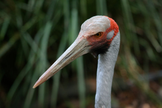 don't get too close to the brolga