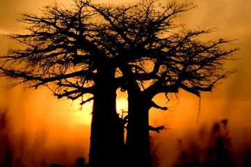 Foto op Canvas baobab boom zonsondergang © JoseAntonio