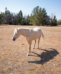 Palomino Mare in the Pryor Mountain Wild Horse Range on the Wyoming Montana border - USA
